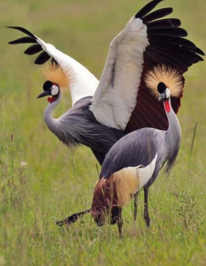 Восточный венценосный журавль