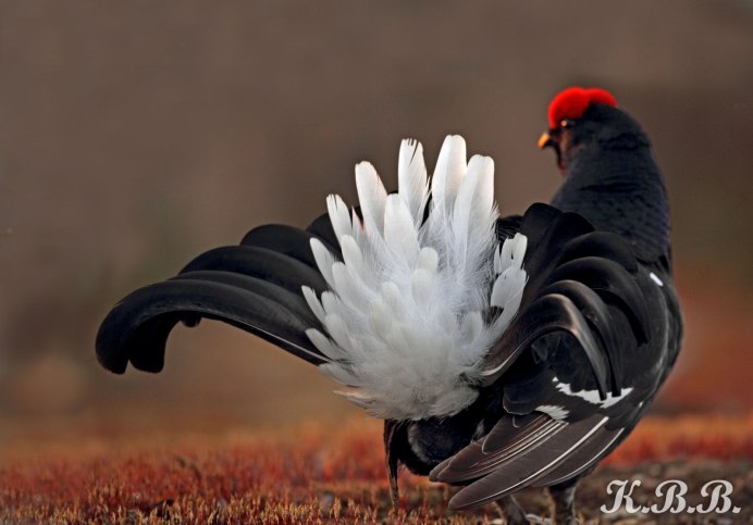 Красивый тетерев