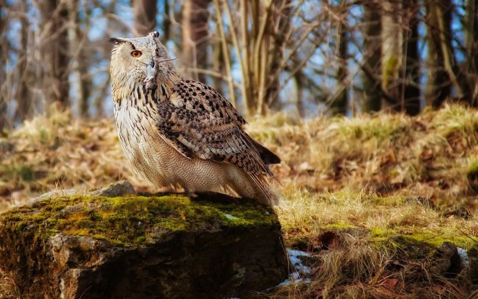 Саяны Филин
