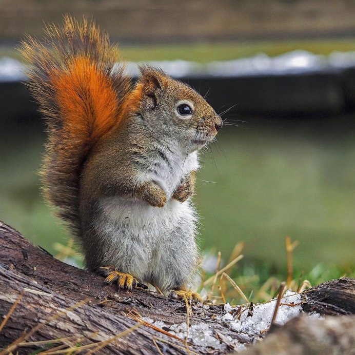 Изумительные животные