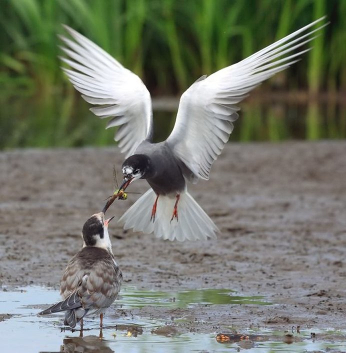 Каменный Глухарь птица