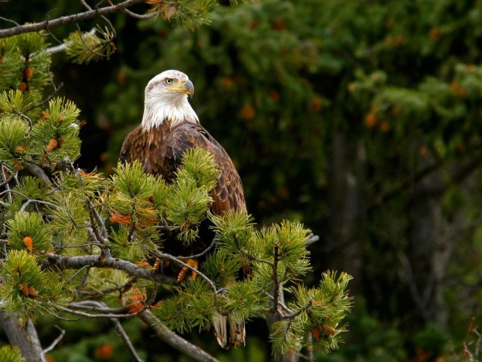 Орел в лесу