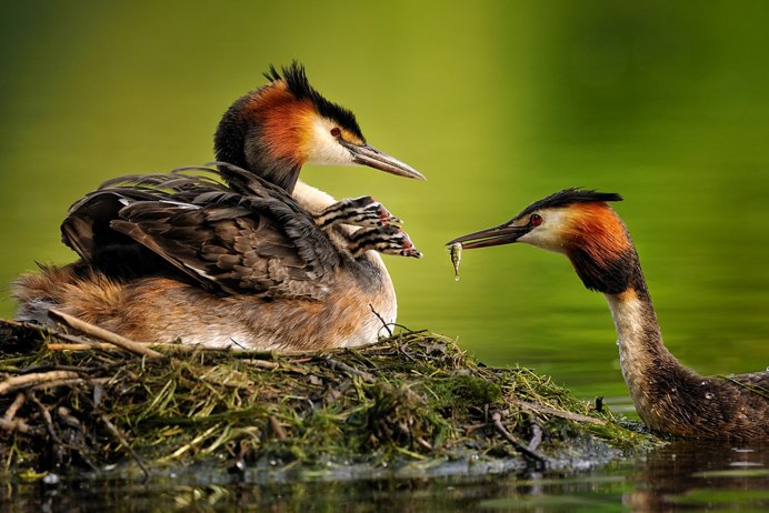 Живая природа птицы