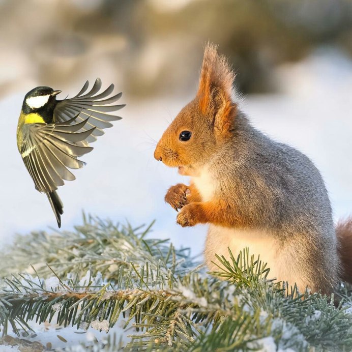 Животные в зимнем лесу