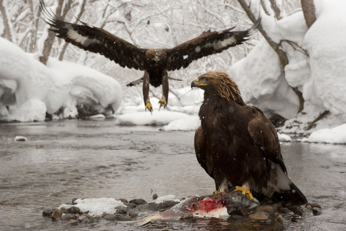 Кроноцкий заповедник Камчатка птицы