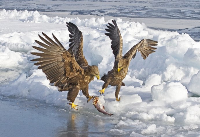 Орлан-белохвост Байкал