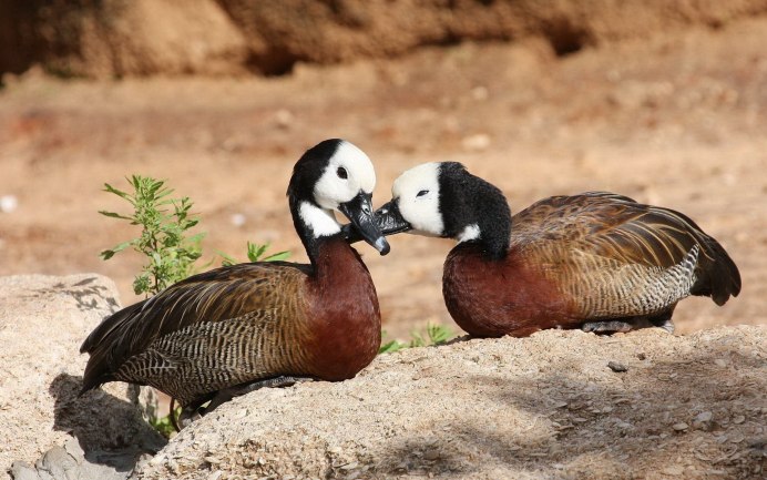 Животные и птицы