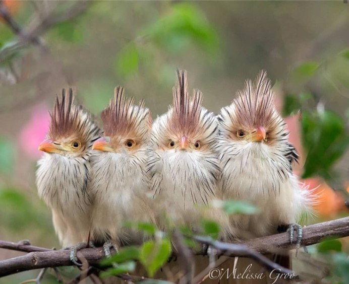 Самые смешные птички