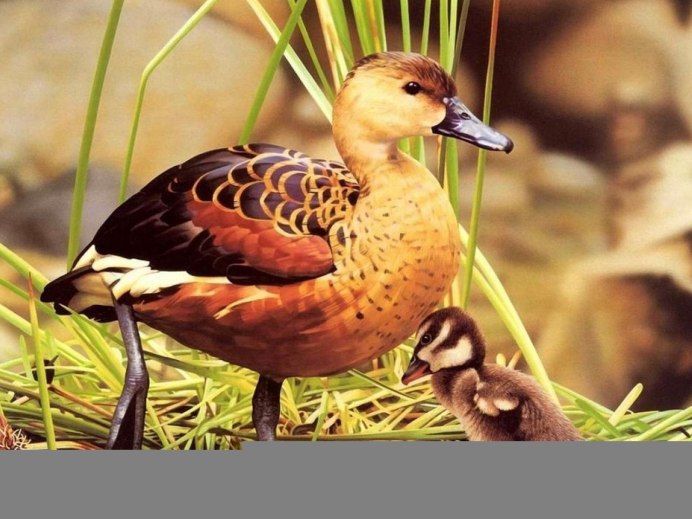 Пятнистая свистящая утка