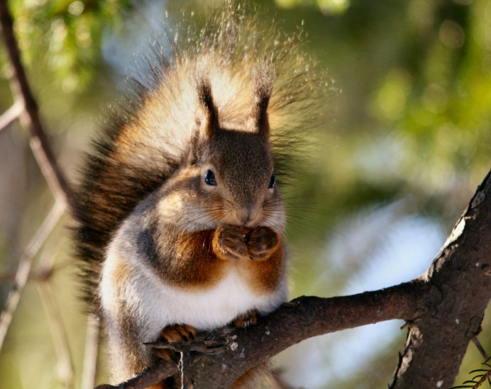 Природа России животные