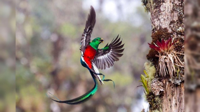 Квезаль птица