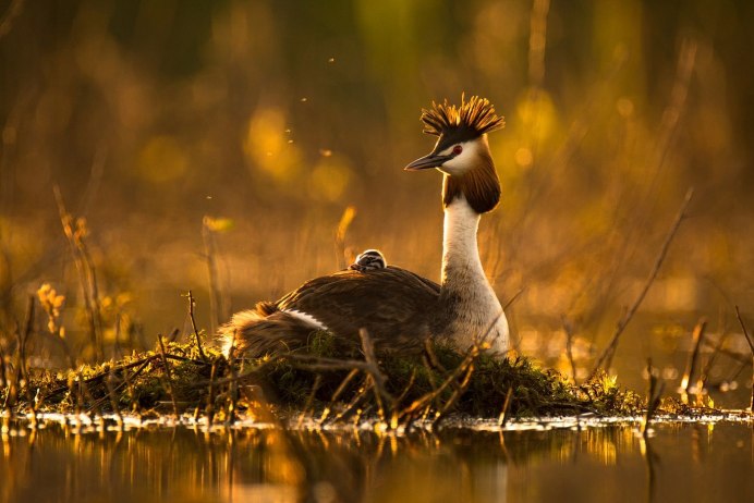 Дмитрий Вилюнов фотограф