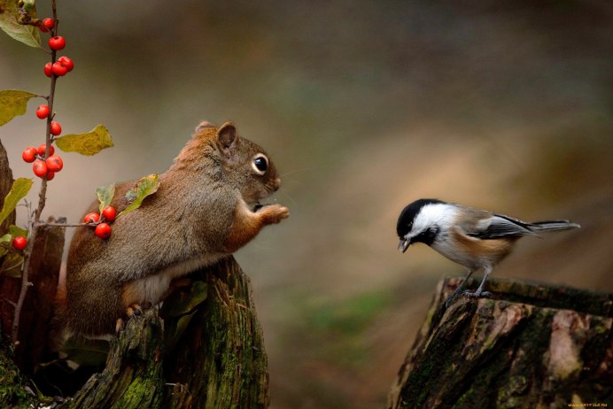 Природа и животные