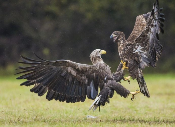 Фото диких птиц