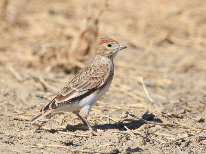Calandrella rufescens