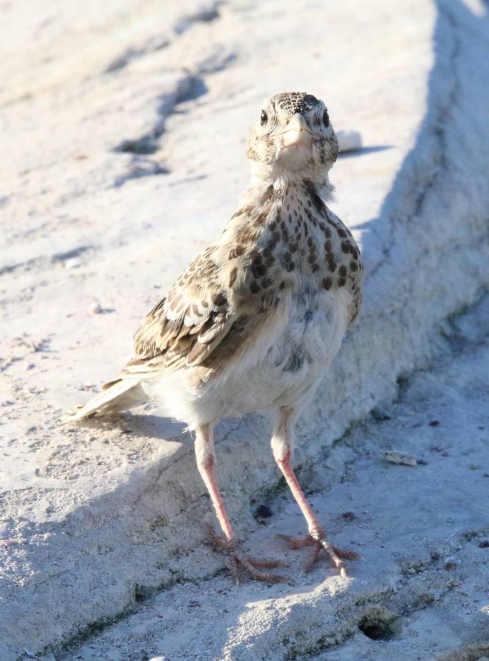 Жаворонок Lark-Bird