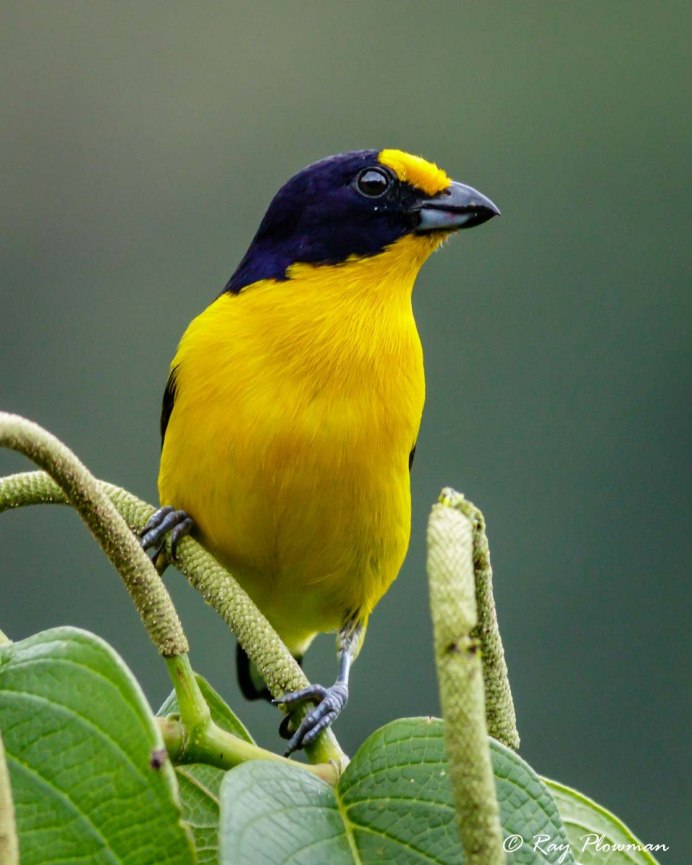 Желтая певчая птица