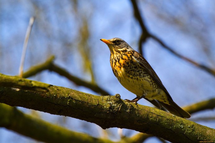 Птичка с желтым клювом