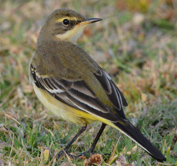 Желтый Дрозд