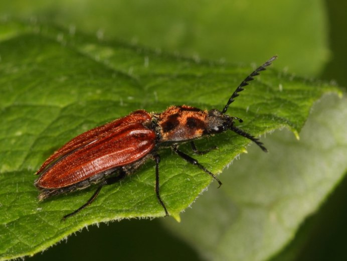Жуки семейства щелкуны(Elateridae).