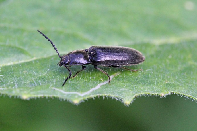 Проволочник (Elateridae)