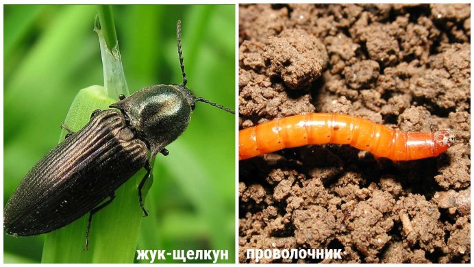 Личинка жука щелкуна