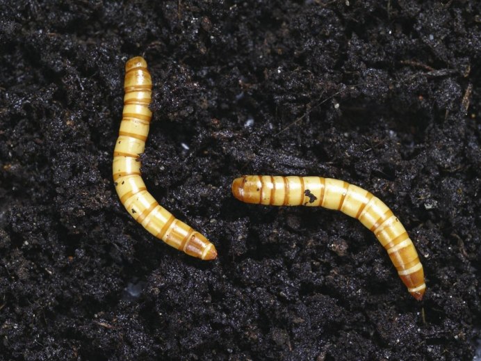 Жуки семейства щелкуны(Elateridae).