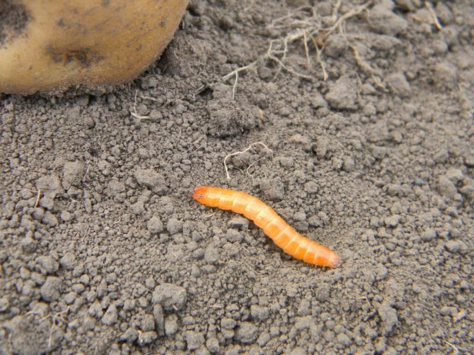 Dalopius marginatus