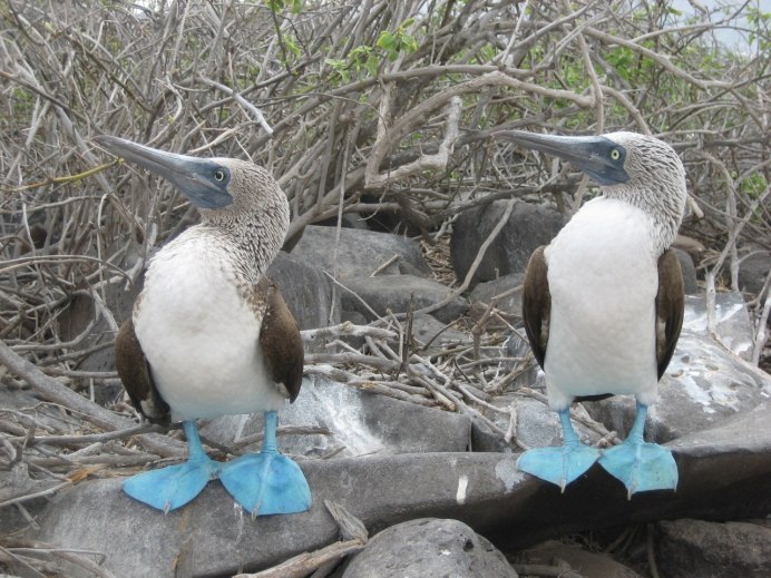 Голубая олуша птица