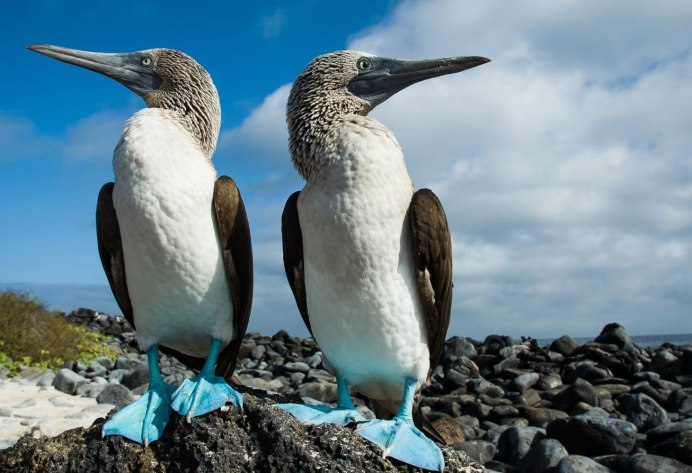 Голубоногая олуша птица