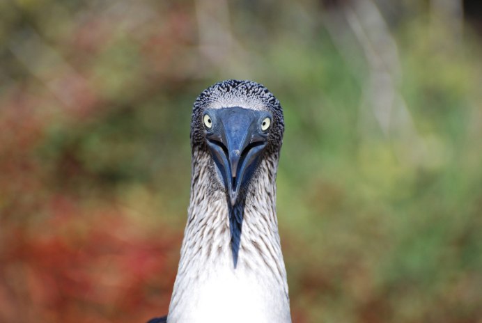 Олуша птица