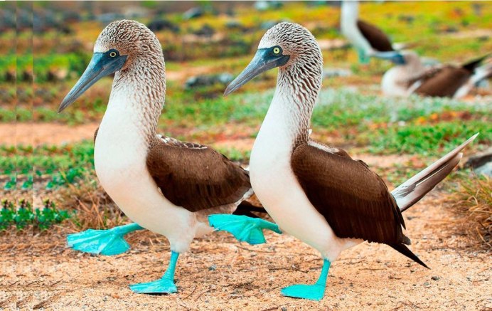 Голубая олуша