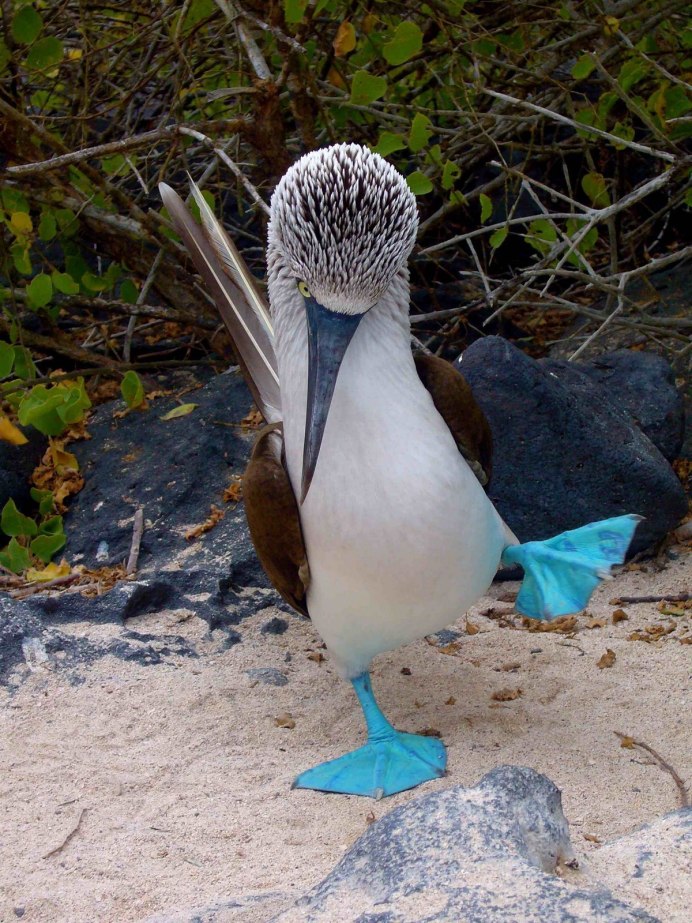 Голубая олуша