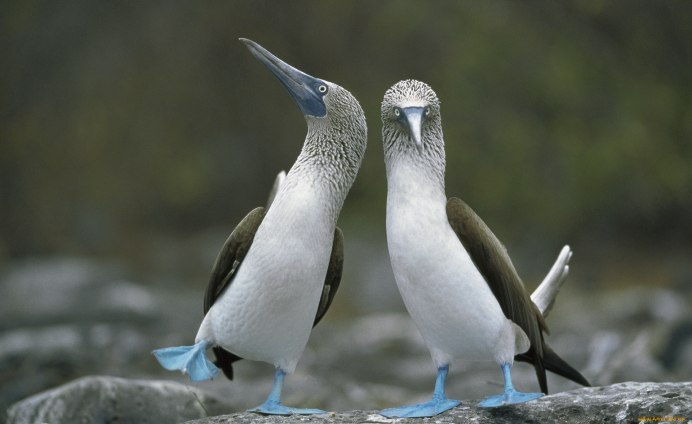 Голубоногая олуша птица