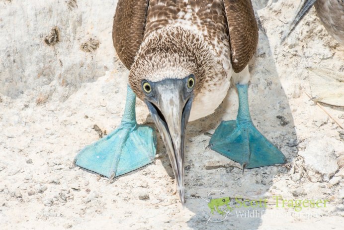 Птичка Сойка голубая