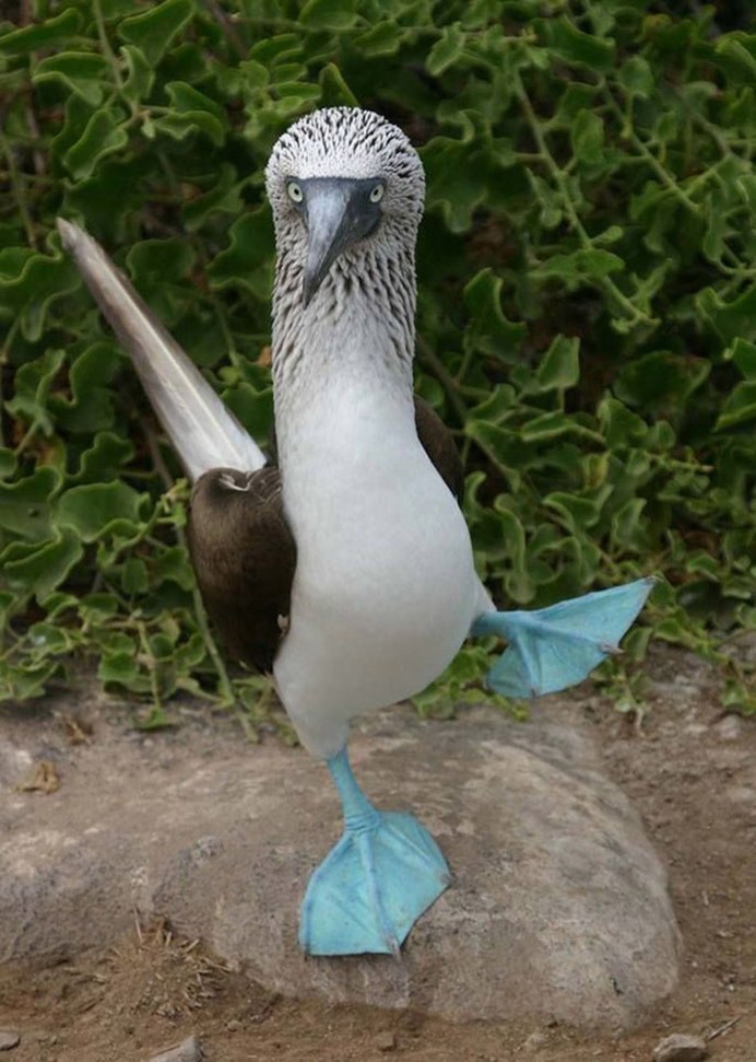 Голубая олуша