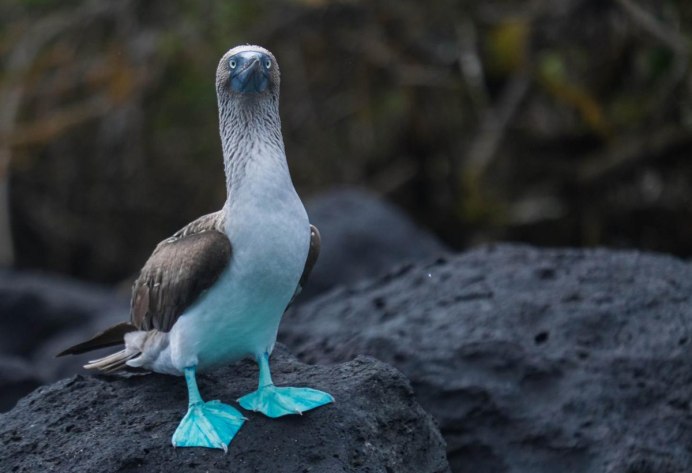 Голубоногая олуша