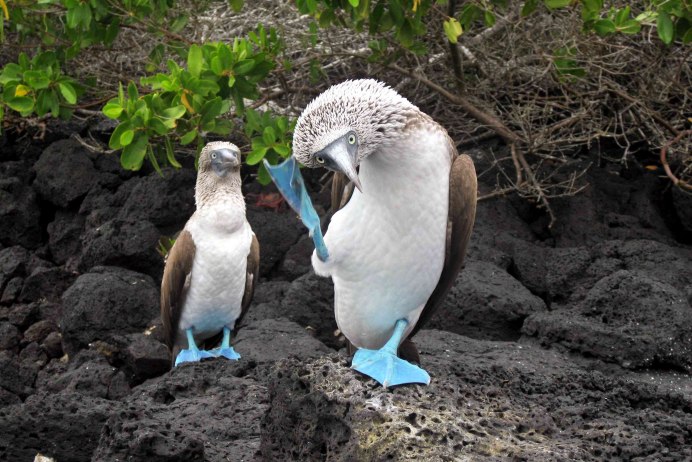 Голубая олуша птица