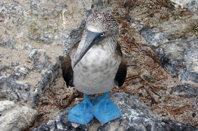 Голубая олуша птица