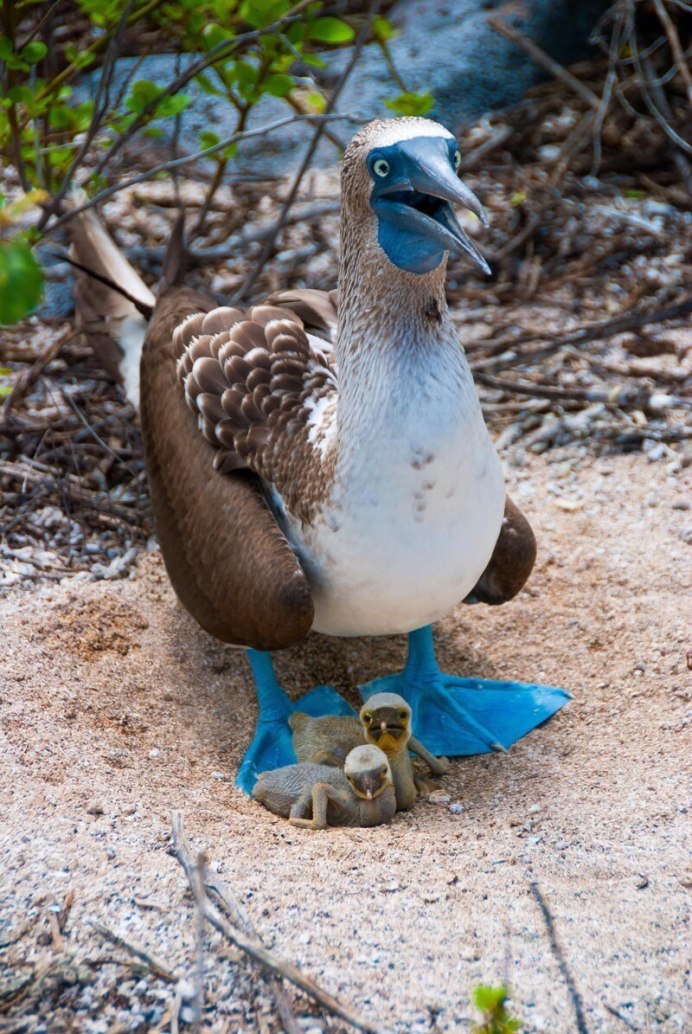 Олуша птица