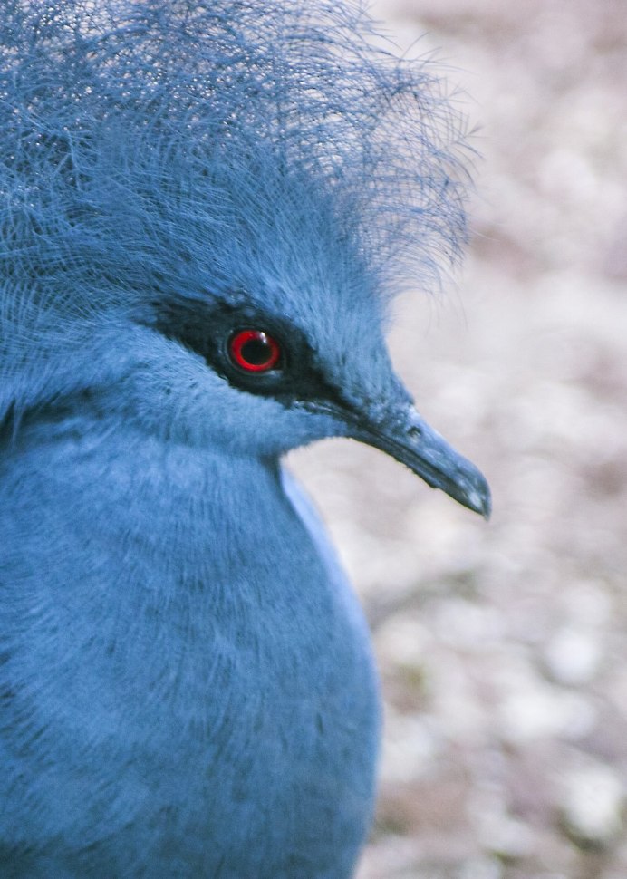 Голубоногая олуша