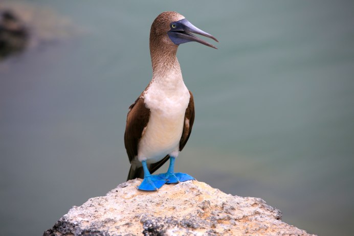 Голубая олуша