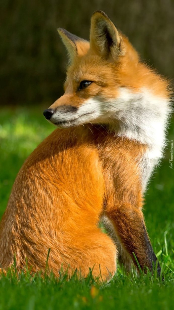 Лисица желтая (Siganus vulpinus)