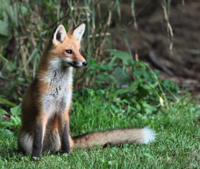 Siganus vulpinus