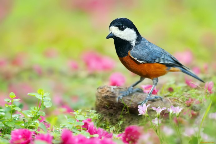 Тиссовая синица