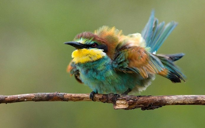 Зунзунито пчелиная птица