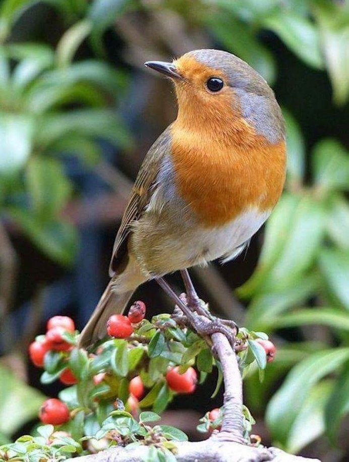 Красногрудая Зарянка