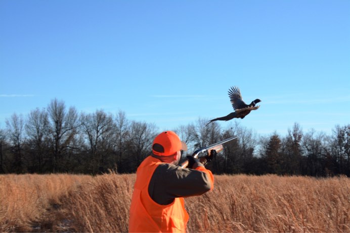 Гарпия размах крыльев
