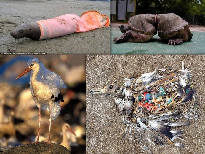 Пластик в природе