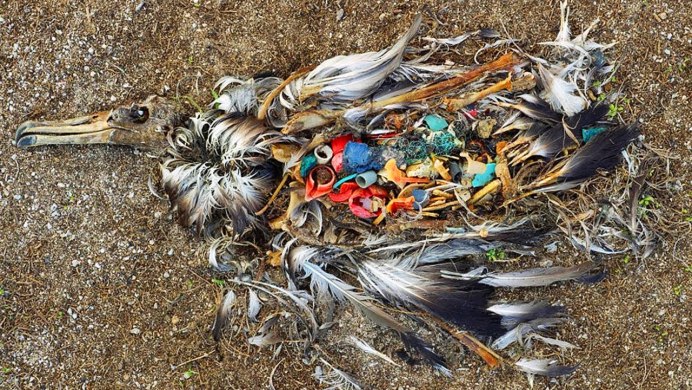 Гибель животных из за мусора